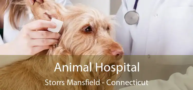 Animal Hospital Storrs Mansfield - Connecticut