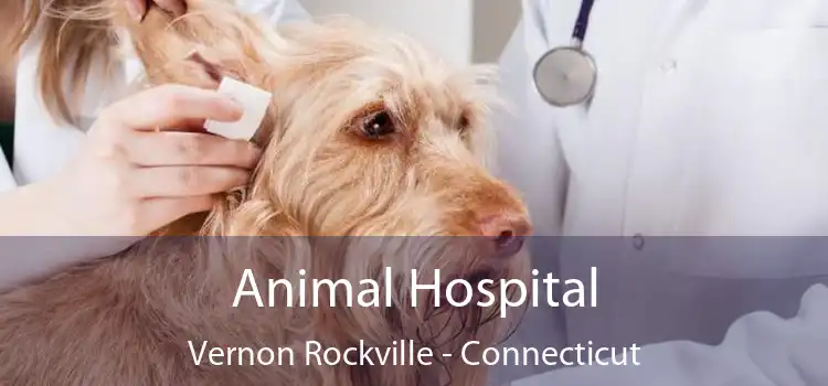 Animal Hospital Vernon Rockville - Connecticut