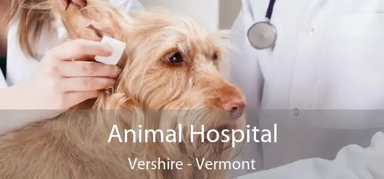 Animal Hospital Vershire - Vermont