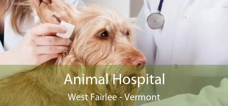 Animal Hospital West Fairlee - Vermont