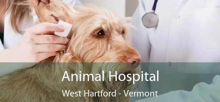 Animal Hospital West Hartford - Vermont