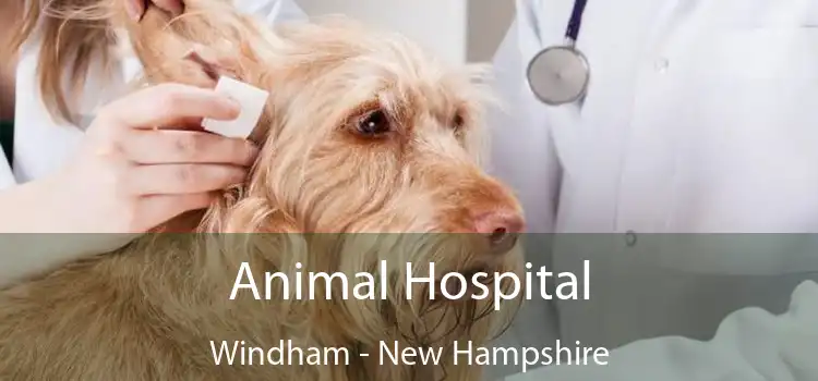 Animal Hospital Windham - New Hampshire