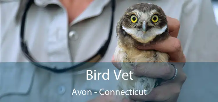 Bird Vet Avon - Connecticut