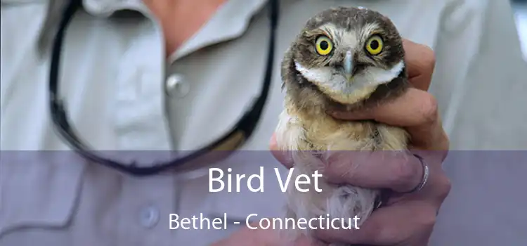 Bird Vet Bethel - Connecticut