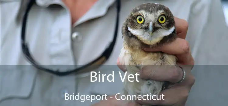 Bird Vet Bridgeport - Connecticut