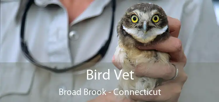 Bird Vet Broad Brook - Connecticut