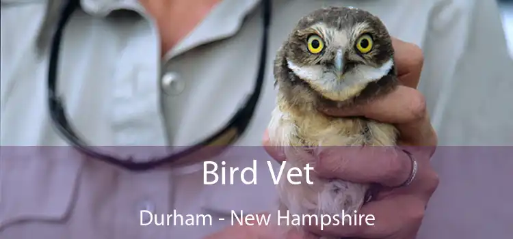 Bird Vet Durham - New Hampshire