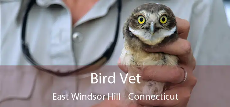 Bird Vet East Windsor Hill - Connecticut