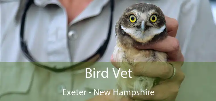 Bird Vet Exeter - New Hampshire