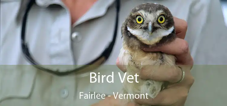 Bird Vet Fairlee - Vermont