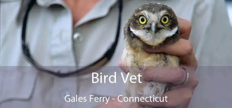 Bird Vet Gales Ferry - Connecticut