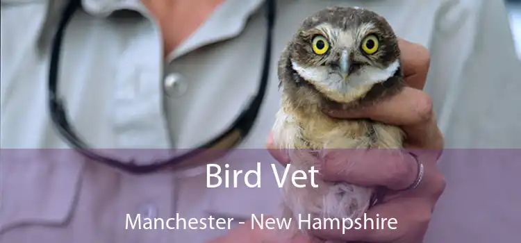 Bird Vet Manchester - New Hampshire