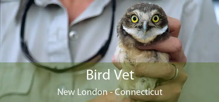 Bird Vet New London - Connecticut