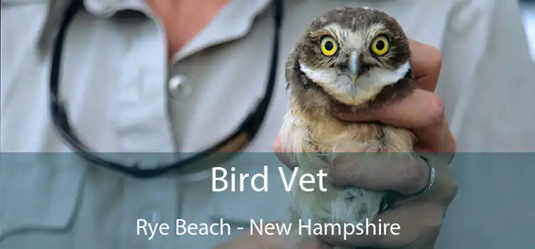 Bird Vet Rye Beach - New Hampshire