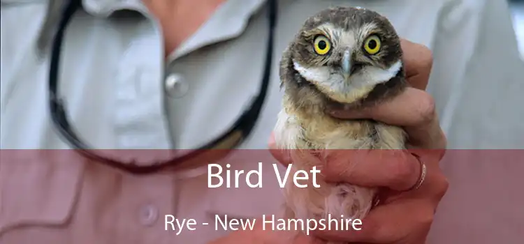 Bird Vet Rye - New Hampshire