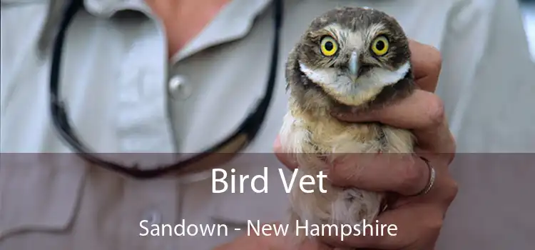 Bird Vet Sandown - New Hampshire