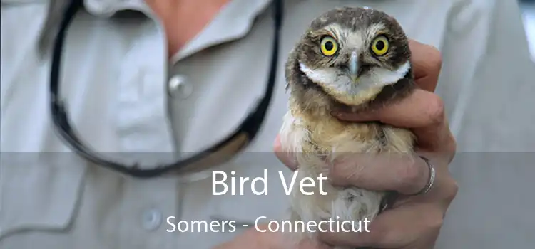 Bird Vet Somers - Connecticut