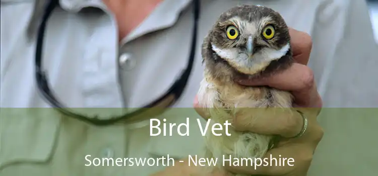 Bird Vet Somersworth - New Hampshire