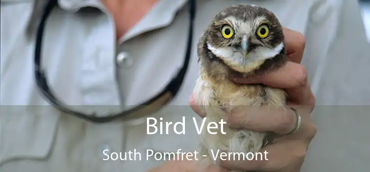 Bird Vet South Pomfret - Vermont