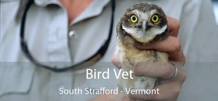 Bird Vet South Strafford - Vermont