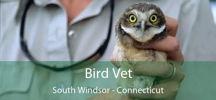 Bird Vet South Windsor - Connecticut