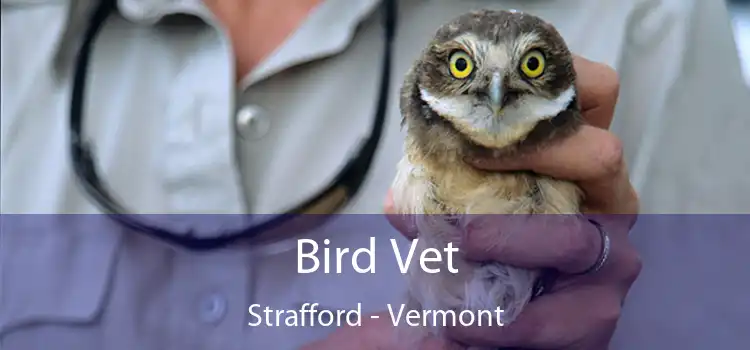 Bird Vet Strafford - Vermont