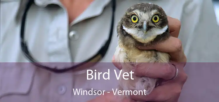 Bird Vet Windsor - Vermont