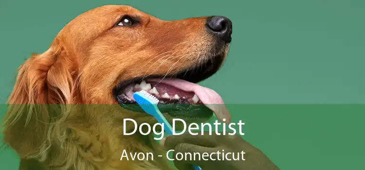 Dog Dentist Avon - Connecticut