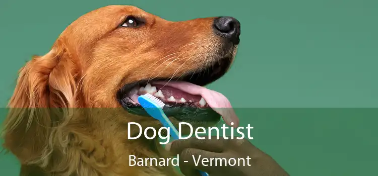 Dog Dentist Barnard - Vermont