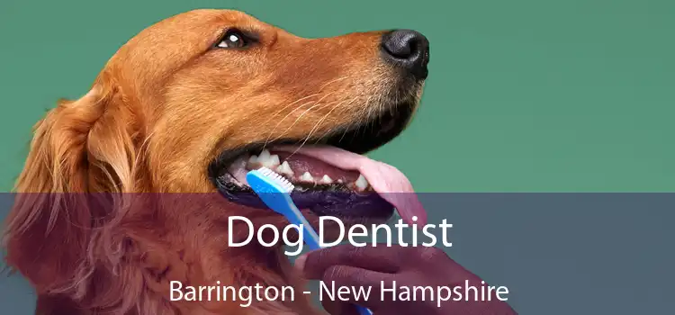 Dog Dentist Barrington - New Hampshire