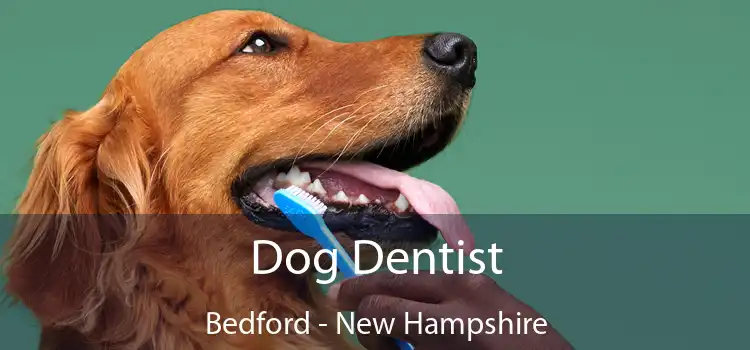 Dog Dentist Bedford - New Hampshire