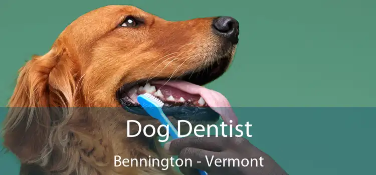 Dog Dentist Bennington - Vermont