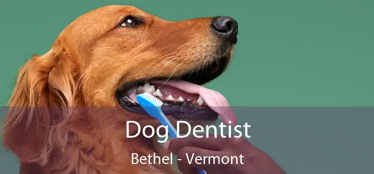 Dog Dentist Bethel - Vermont