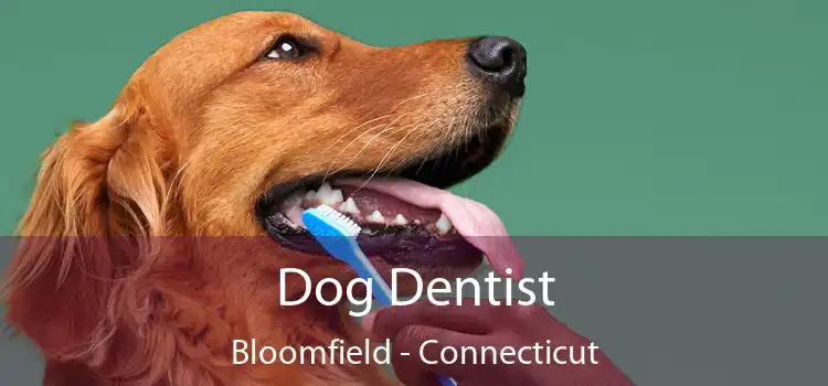 Dog Dentist Bloomfield - Connecticut