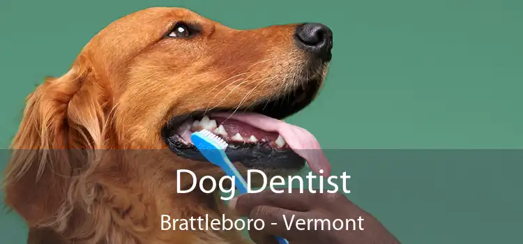 Dog Dentist Brattleboro - Vermont