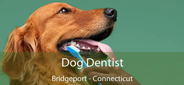 Dog Dentist Bridgeport - Connecticut