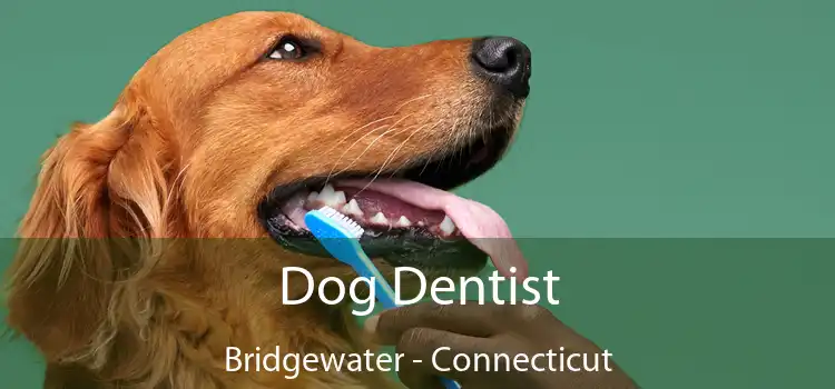 Dog Dentist Bridgewater - Connecticut