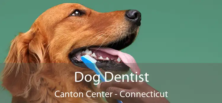 Dog Dentist Canton Center - Connecticut