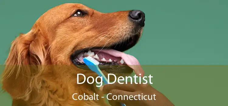 Dog Dentist Cobalt - Connecticut