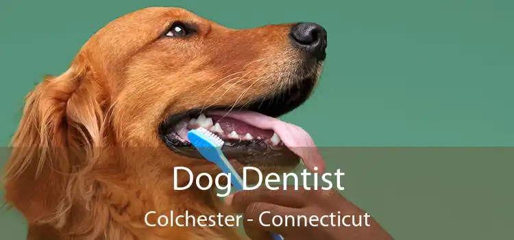 Dog Dentist Colchester - Connecticut