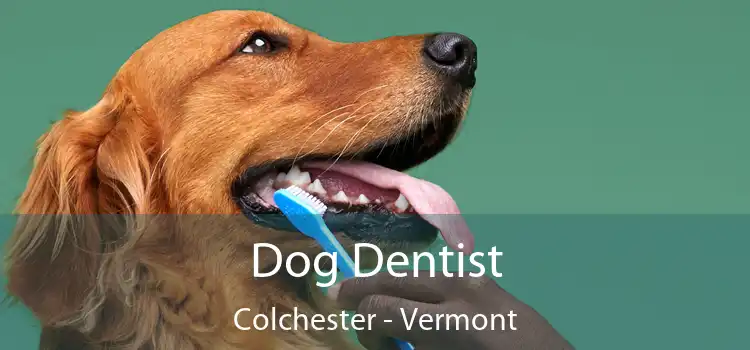 Dog Dentist Colchester - Vermont