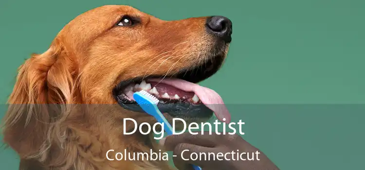 Dog Dentist Columbia - Connecticut