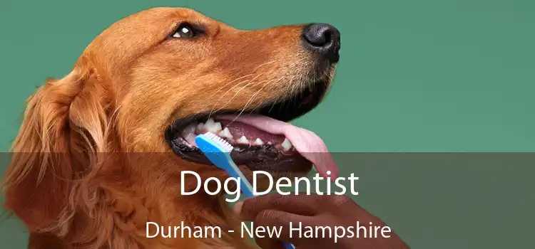 Dog Dentist Durham - New Hampshire