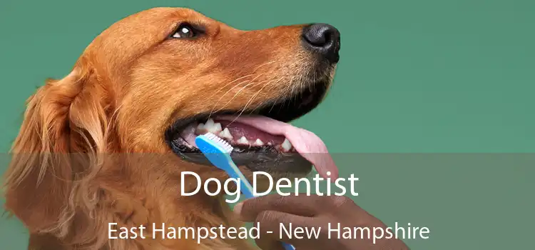 Dog Dentist East Hampstead - New Hampshire