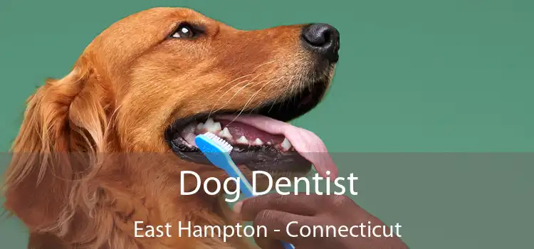 Dog Dentist East Hampton - Connecticut