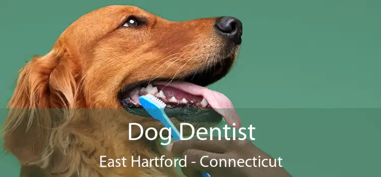 Dog Dentist East Hartford - Connecticut