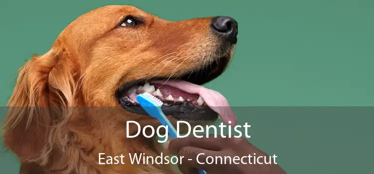 Dog Dentist East Windsor - Connecticut