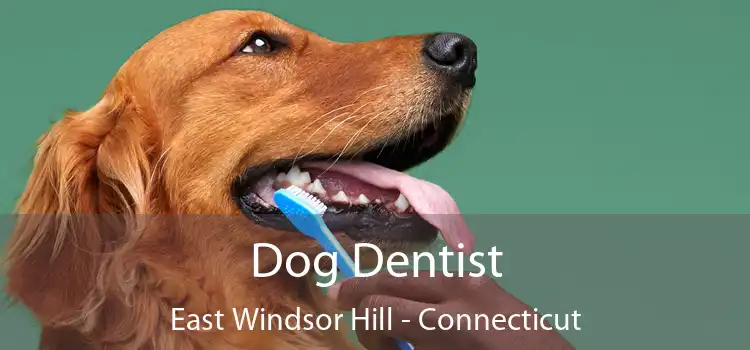 Dog Dentist East Windsor Hill - Connecticut