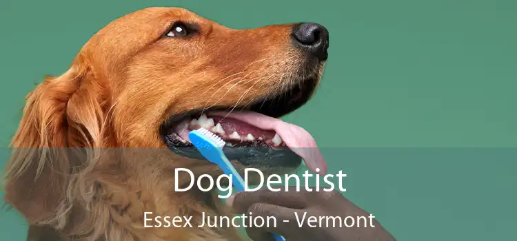 Dog Dentist Essex Junction - Vermont