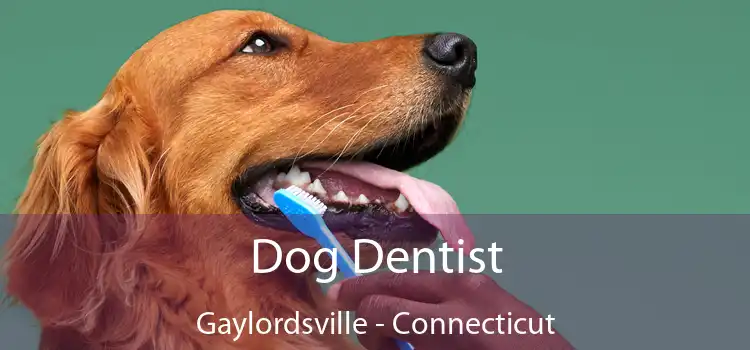 Dog Dentist Gaylordsville - Connecticut